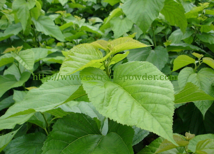 1-18% DNJ mulberry leaf extract
