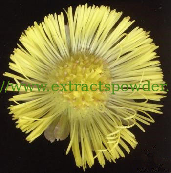 Chinese herbal medicine Coltsfoot Flower Extract Powder