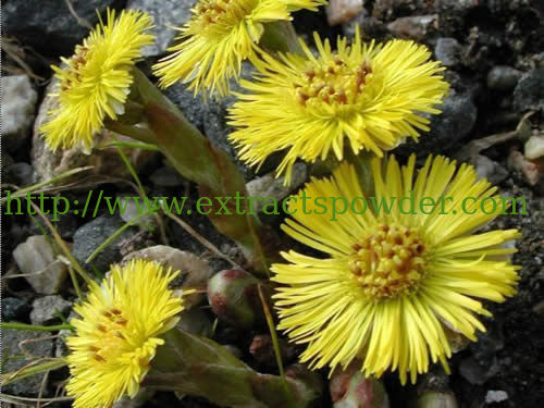 Common Coltsfoot Flower Extract Powder 10:1
