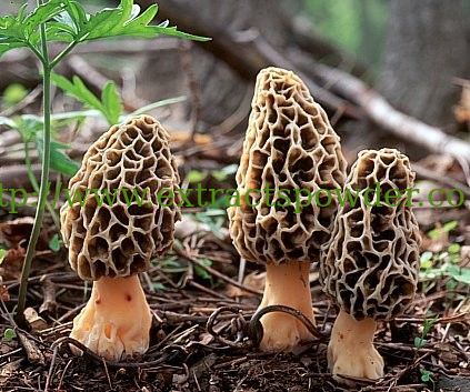 Morchella mushroom Polysaccharides 10%,Morchella mushroom extract 10%