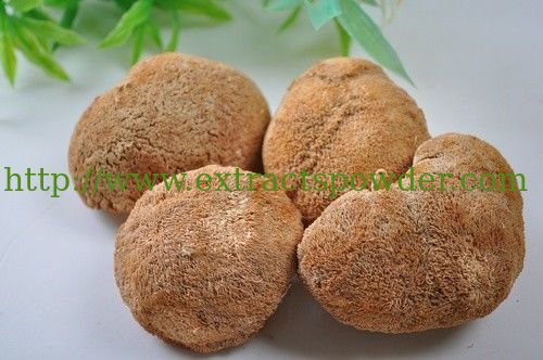 50%polysaccharides lion's mane mushroom extract/monkey-head mushroom extract