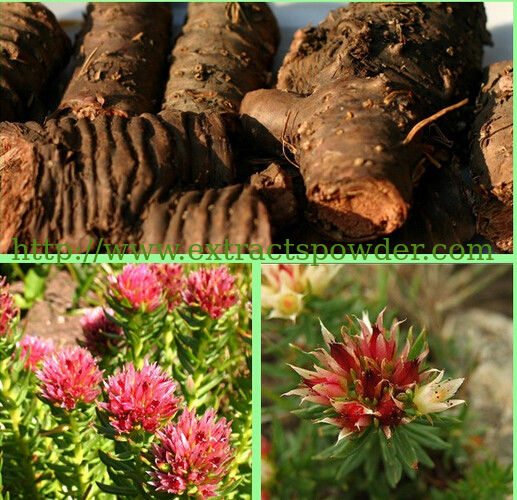natural herb medicine rhodiola 5 salidrosides