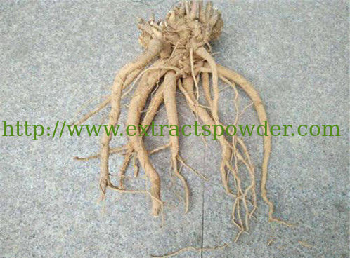 100% natural suma root extract for dietary supplement