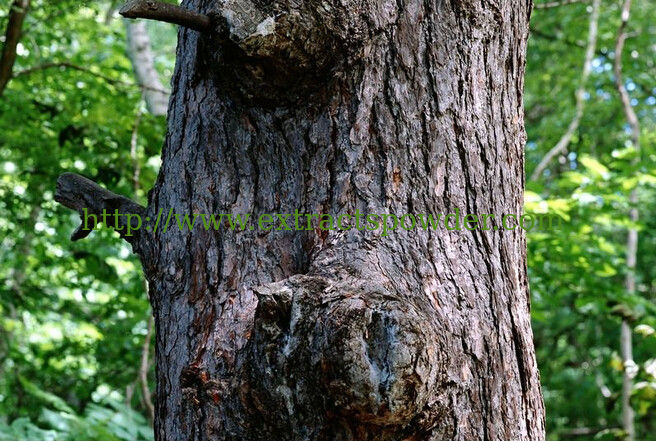 herba pine bark extract 65 proanthocyanidins/opc