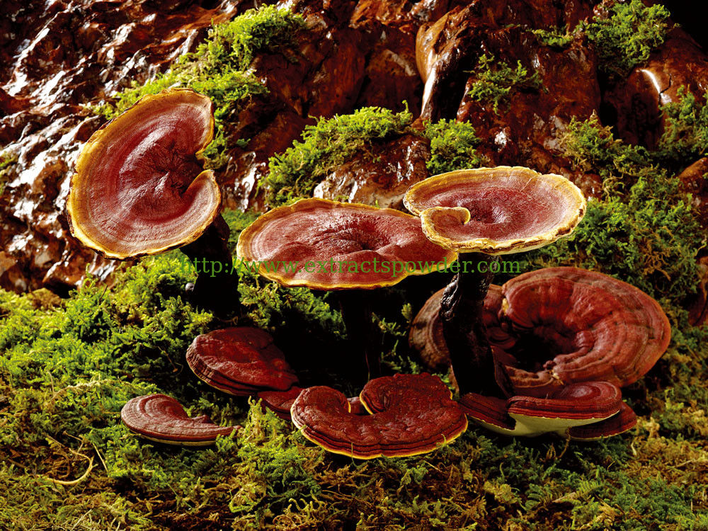 Reishi mushroom fruitebody (Ganoderma Lucidum) PE 50% Polysacchrides/25-30% Beta D-Glucan/