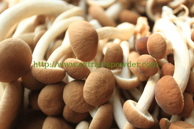 agrocybe aegirit extract, agrocybe aegirit powder, agrocybe cylindracea extract, tea tree mushroom extract