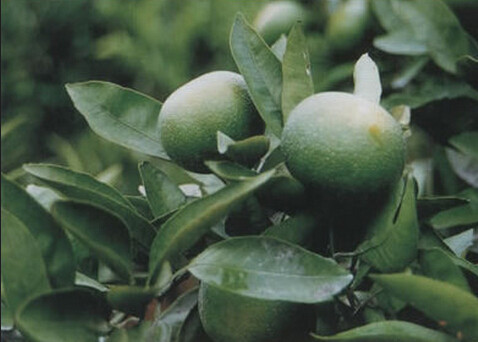 98%NHDC,neohesperidine dihydrochalcone,Neohesperidin DC,bitter orange extract